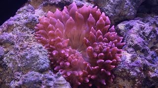 Red Sea Reefer pt16 Adding Anemone [upl. by Norreht]