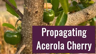 Acerola Cherry Barbados Cherry Propagation [upl. by Aicilet873]