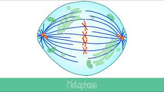 Mitosis and Cytokinesis [upl. by Ethbin291]