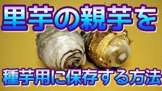 【農業64】里芋の親芋を種芋用に保存する方法 [upl. by Narbig]