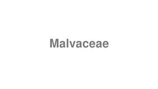 How to Pronounce quotMalvaceaequot [upl. by Damek]