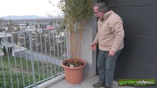 Bamboo  Phyllostachys aureosulcata in a pot [upl. by Vasili]