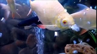 TinFoil Barb Fish Eating Tiger Barb fish [upl. by Ahsemaj]