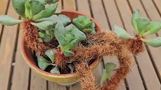 Adromischus cristatus in bloom  August 2024 [upl. by Analem543]