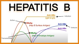 Hepatitis B SerologyInterpretation [upl. by Gnilhsa]