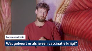 Wat gebeurt er in je lichaam als je een vaccinatie krijgt  Coronavaccinatie [upl. by Anyat]