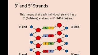 Higher Biology  11 The Structure of DNA [upl. by Adnac]