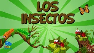 LOS INSECTOS  Vídeos Educativos para Niños [upl. by Leiser]