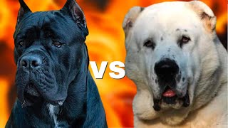 Cane Corso vs Alabai [upl. by Marget]