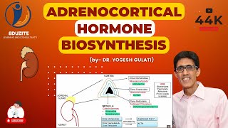 Endocrinology  Adrenal Gland Cortisol [upl. by At]