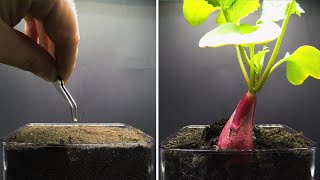 Growing Radish Time Lapse  Seed To Bulb in 20 Days [upl. by Nnylrac]