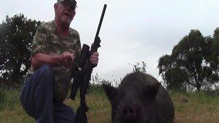 22 LR SubSonic Vs 400 lb Hog Hunt Night VisionSuppressed [upl. by Airamanna]