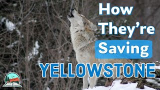 How Wolves Brought Yellowstone Back to Life [upl. by Dirrej]