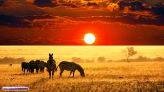 African Music  African Savannah  Relax Study amp Ambience [upl. by Annasoh]