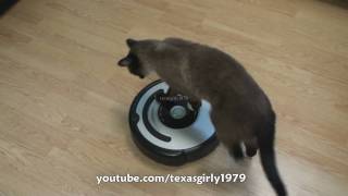 Cat shows HOW TO use iRobot Roomba Vacuum [upl. by Wanfried801]