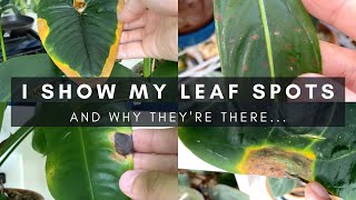 Identifying Different Causes of Leaf Spots  Indoor Houseplant Care Tips  Ep 126 [upl. by Eniawtna]