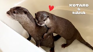 かつてないほどの猛アタックを受けるカワウソがまさかの行動 Male Otter Confused by Female in Heat [upl. by Shurwood]