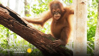 These Orphan Orangutans Are Learning to Build Nests 🌳 Orangutan Jungle School  Smithsonian Channel [upl. by Ynamad]