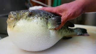 Japanese Street Food  LIVE FUGU PUFFERFISH Puffer Fish Japan [upl. by Bowen444]