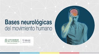 Tipos de reflejos en el cuerpo humano [upl. by Bret587]