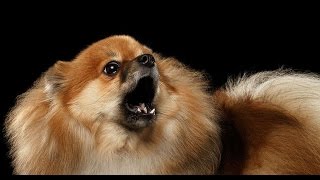 POMERANIAN BARKING  POMERANIAN HOWLING AND BARKING COMPILATION 2016 [upl. by Dorina]