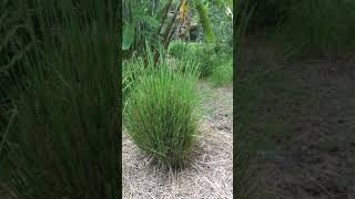 Permaculture Hay Factory Vetiver Grass [upl. by Ikkin153]