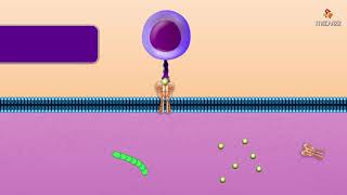 Cytotoxic T Cell  Microbiology and immunology Animations [upl. by Roer]