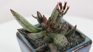 Adromischus [upl. by Dumah]