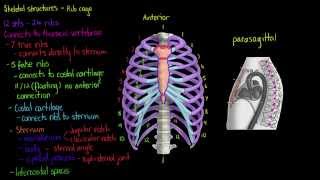 Skeletal Structures The Rib Cage [upl. by Eidnahs]