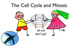 Cell Cycle and Mitosis [upl. by Siberson246]