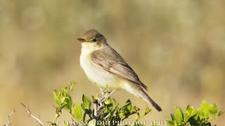 Melodious warbler singing in nature [upl. by Krystle993]