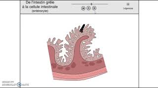 Gastrite Aiguë amp Chronique 🤢  HépatoGastroEntérologie [upl. by Aicatsan]