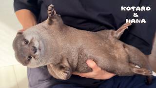 盗み食いをやめないカワウソがある出来事でついに改心・・！？ Otter Stealing Food Gets Caught in the Act [upl. by Scotney743]