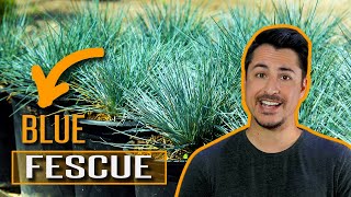 How to use Blue Fescue Festuca glauca in your garden [upl. by Harpole]