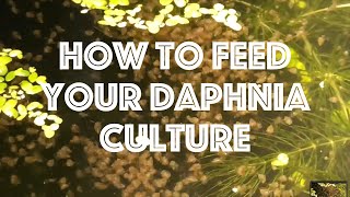 How To Feed Your Daphnia Culture [upl. by Hnil924]