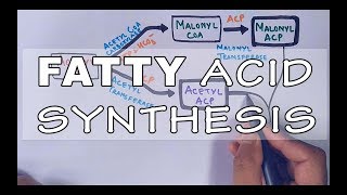 Fatty Acid Biosynthesis  Part II [upl. by Florentia]