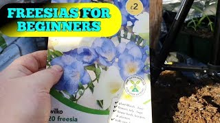 How to grow FREESIAS for beginners part 1 [upl. by Consuelo171]