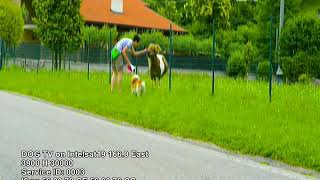 DOG TV on Intelsat 19 [upl. by Goldner520]