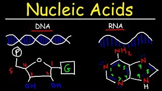 Nucleic Acids  RNA and DNA Structure  Biochemistry [upl. by Ailb]