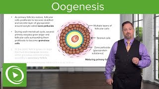 Oogenesis and Follicles – Embryology  Lecturio [upl. by Ariek]