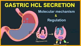 Gastrointestinal  Gastric Secretion The Cephalic amp Gastric Phase [upl. by Miltie]