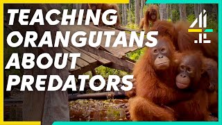 Orangutans Learn The Dangers Of Predators  Orangutan Jungle School [upl. by Sanbo]