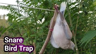 How To Make Creative Easy Bird Trap From Sticks That Works 100 Perch Snare TrapDIY Bird Trap [upl. by Olds]