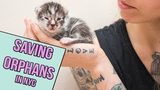 Saving Orphan Kittens in NYC [upl. by Alexandria]