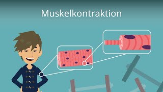 Muskelkontraktion einfach erklärt [upl. by Otsenre]