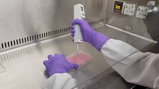 Cell proliferation and cytotoxicity assay [upl. by Nelav]