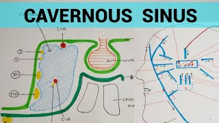 Cavernous Sinus  Head amp Neck [upl. by Mikael]