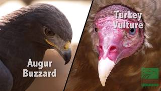 Buzzard vs Vulture Whats the Difference [upl. by Oihsoy]