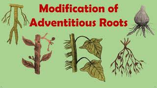 Gettingtoknowthelifescience Modification Of Adventitious Roots [upl. by Qifar]