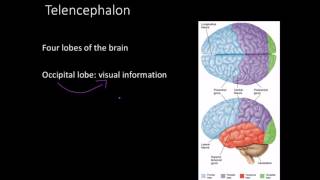 Telencephalon Limbic system and basal ganglia [upl. by Lamahj]